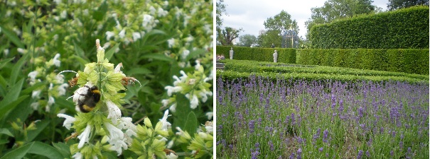 Kew bumblebees on herbs