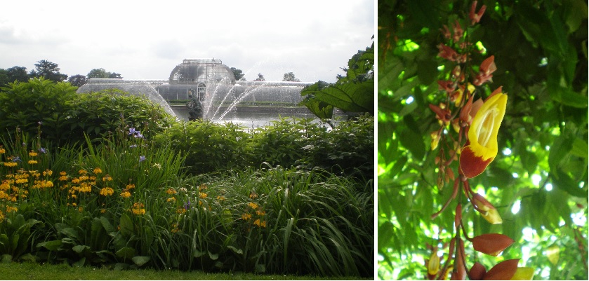 kew glasshouse