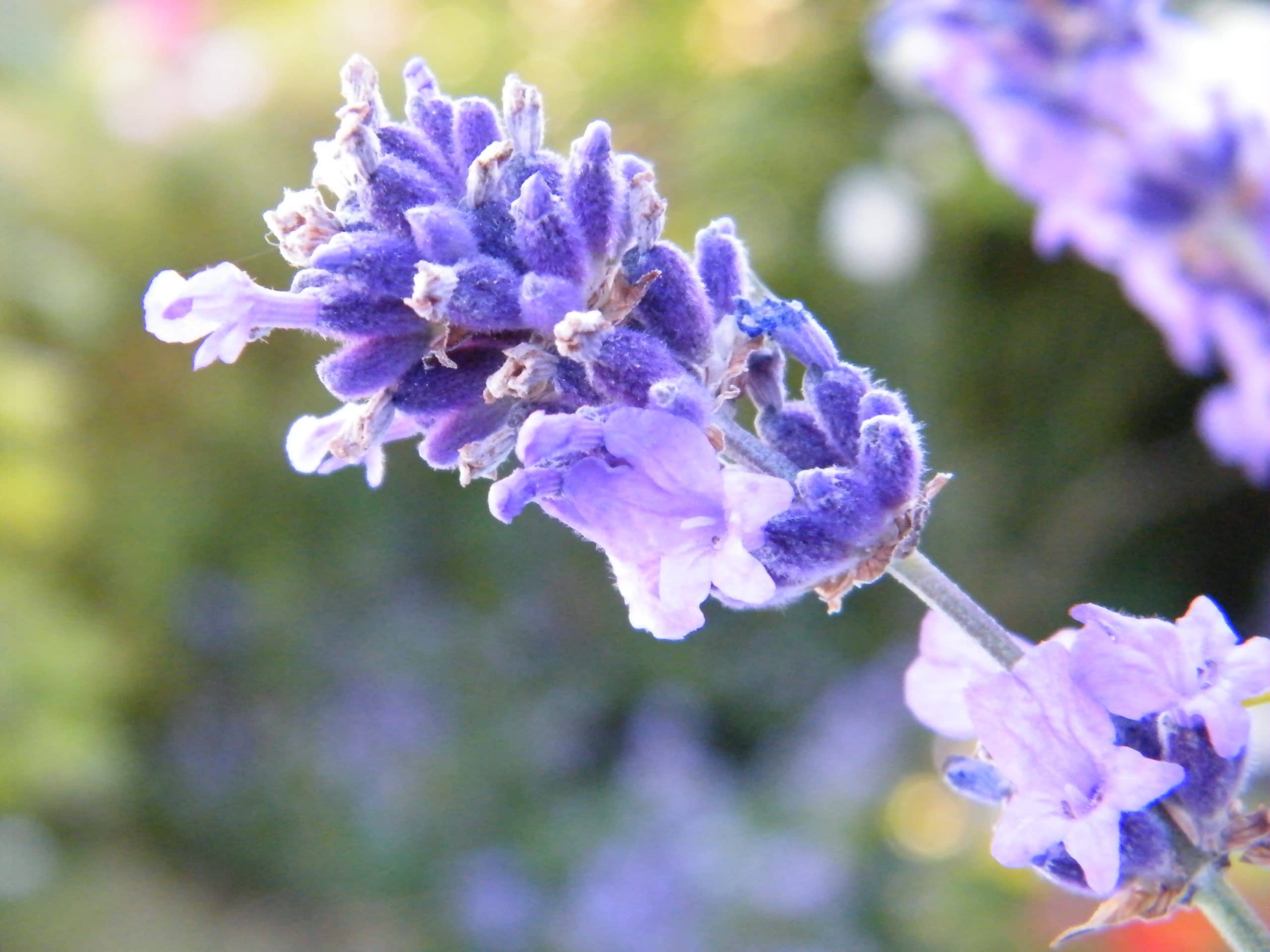 properties lavender herb