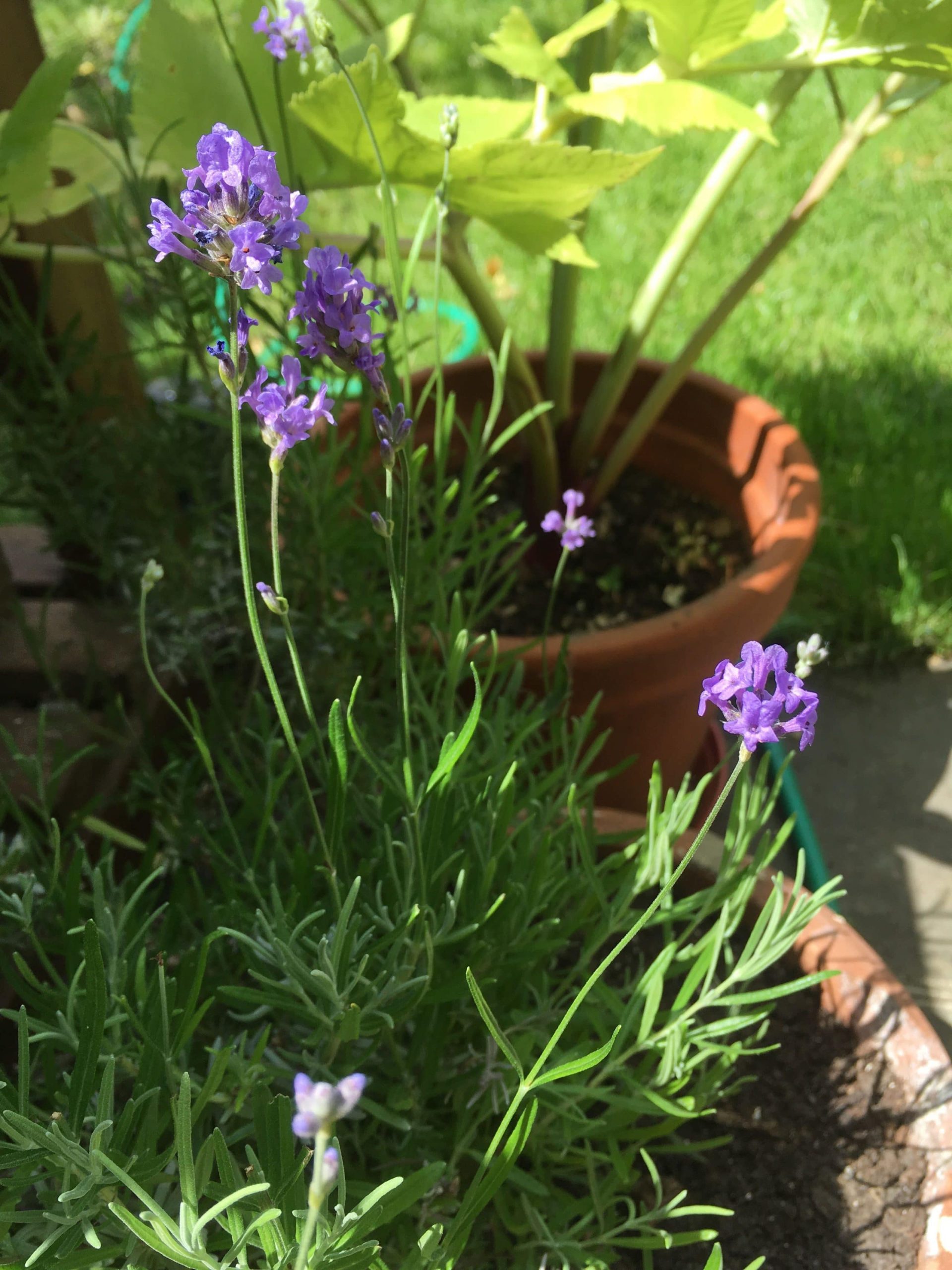 Lavender