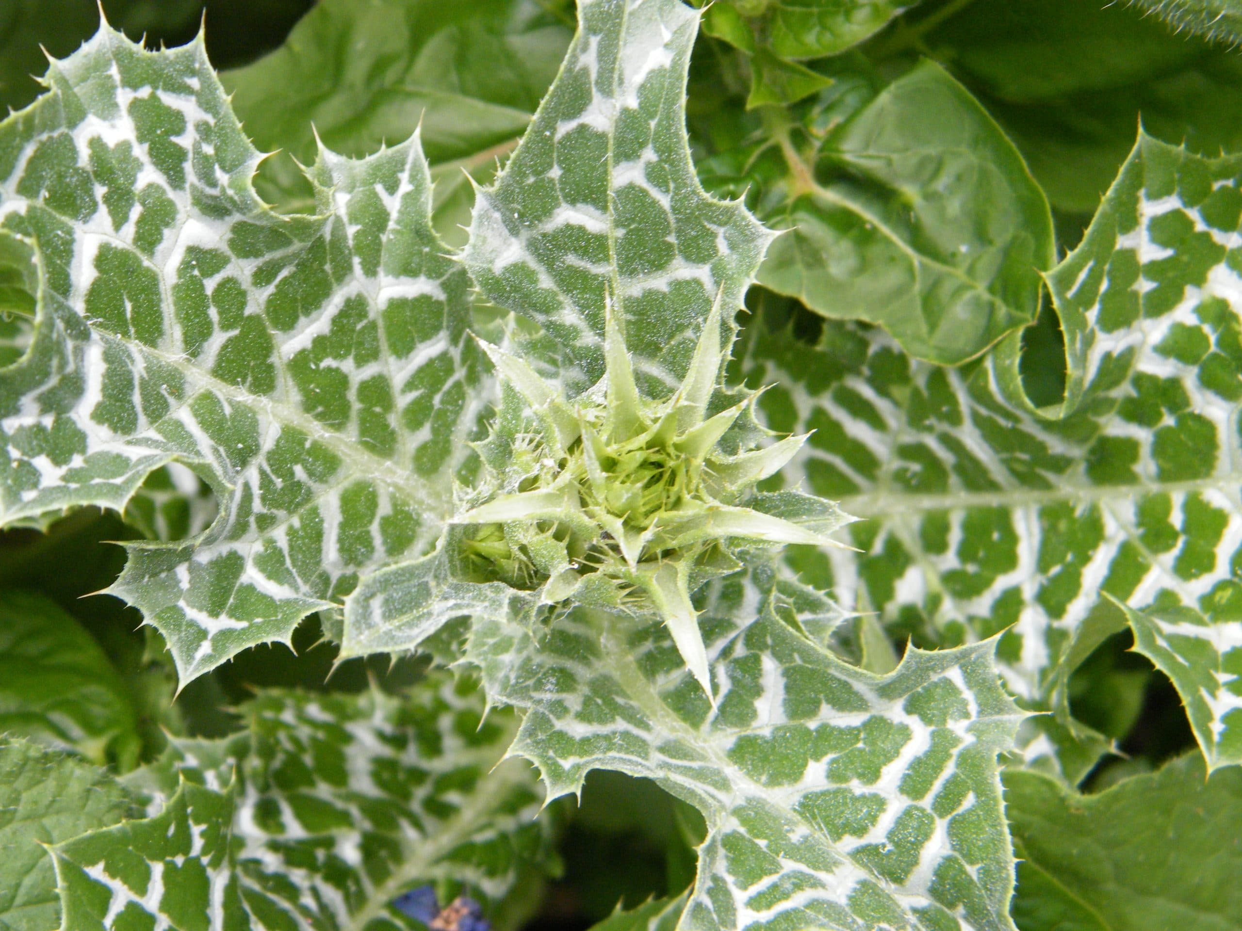milk thistle herb foliage