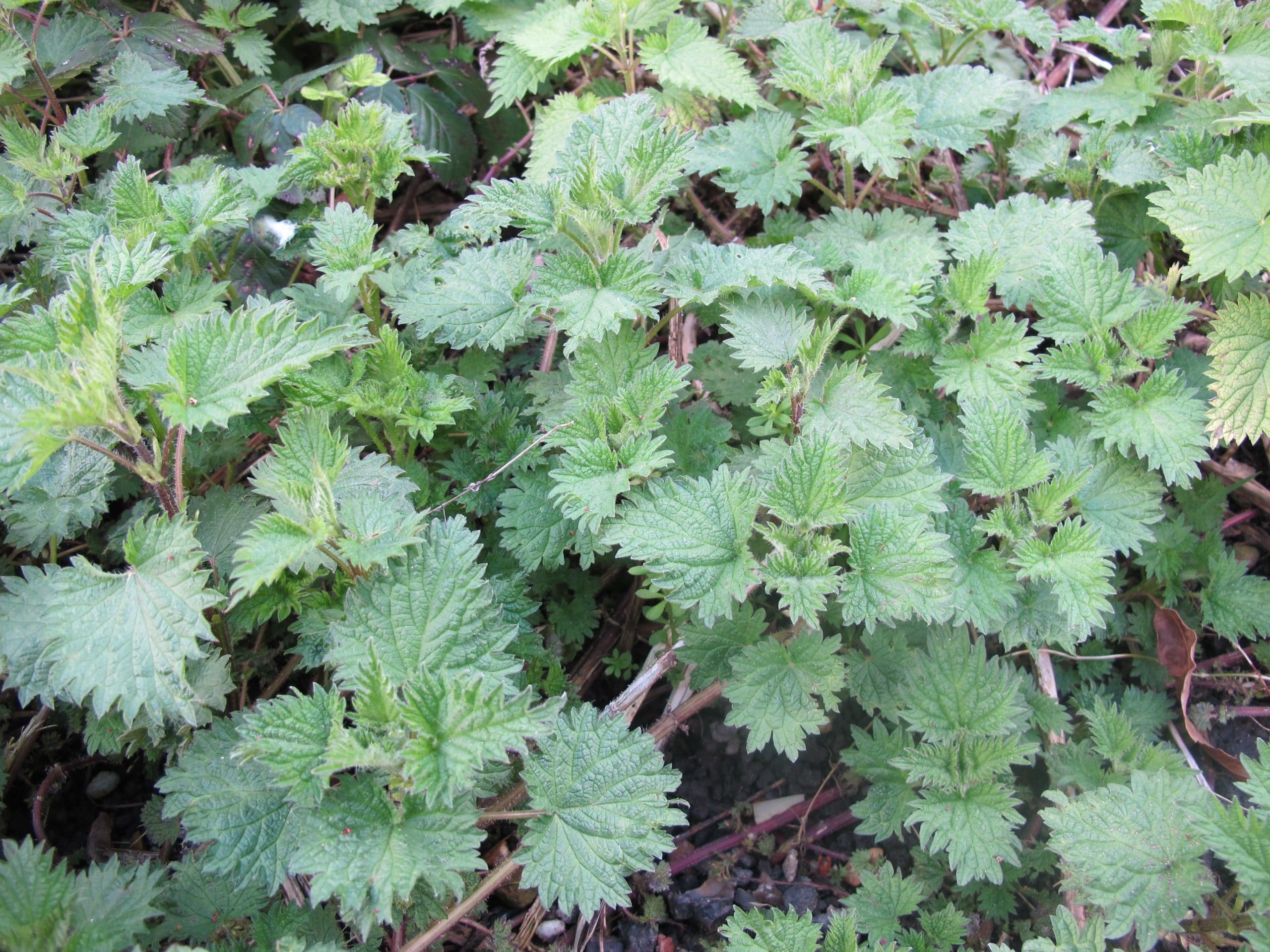 Nettles in september