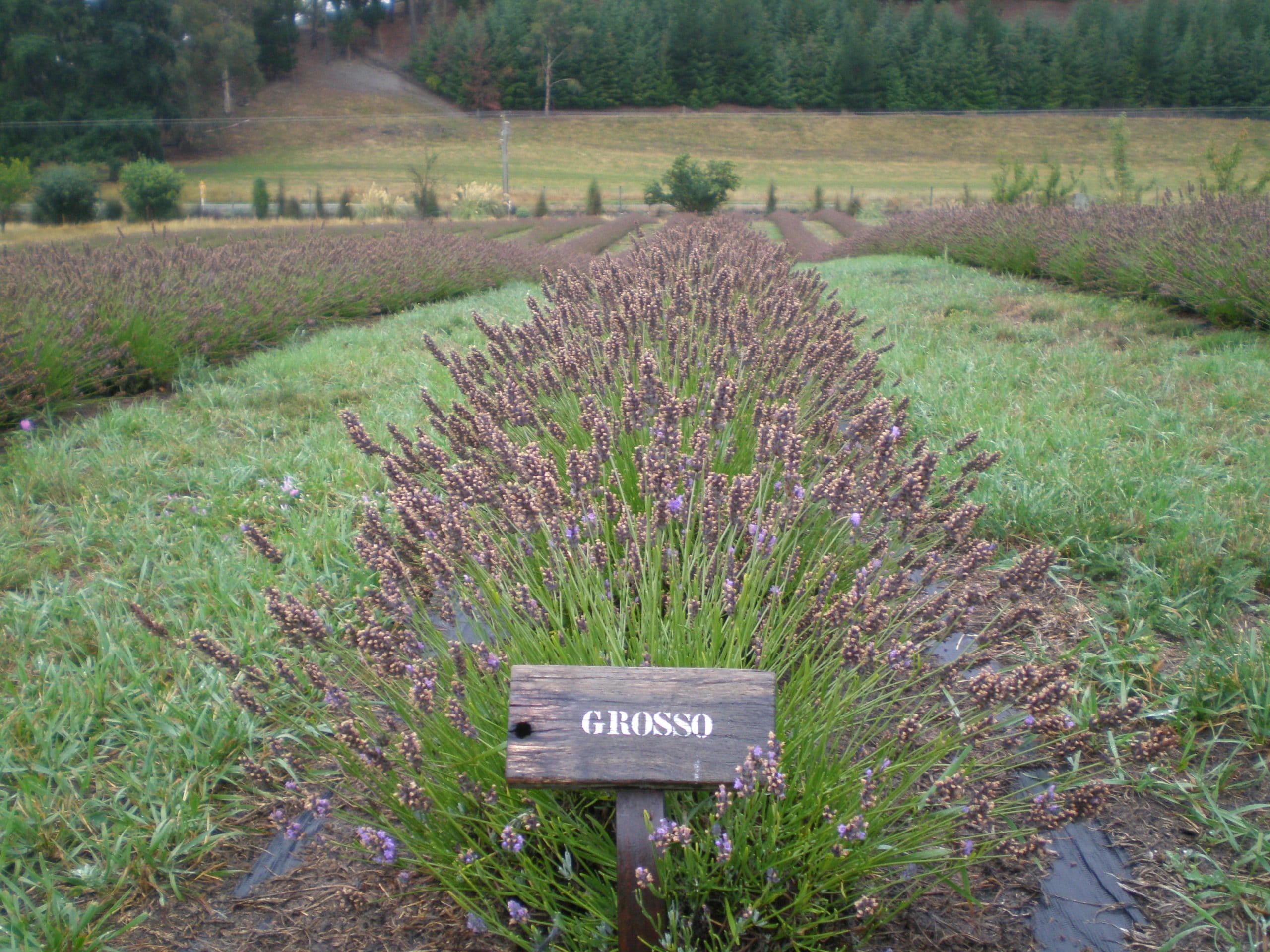 rows of lavender