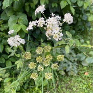 October Herb Walk