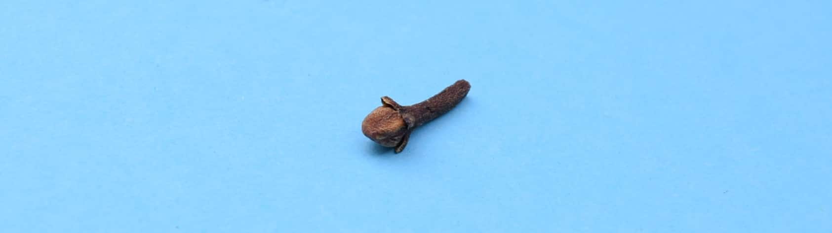 natural antibiotic clove