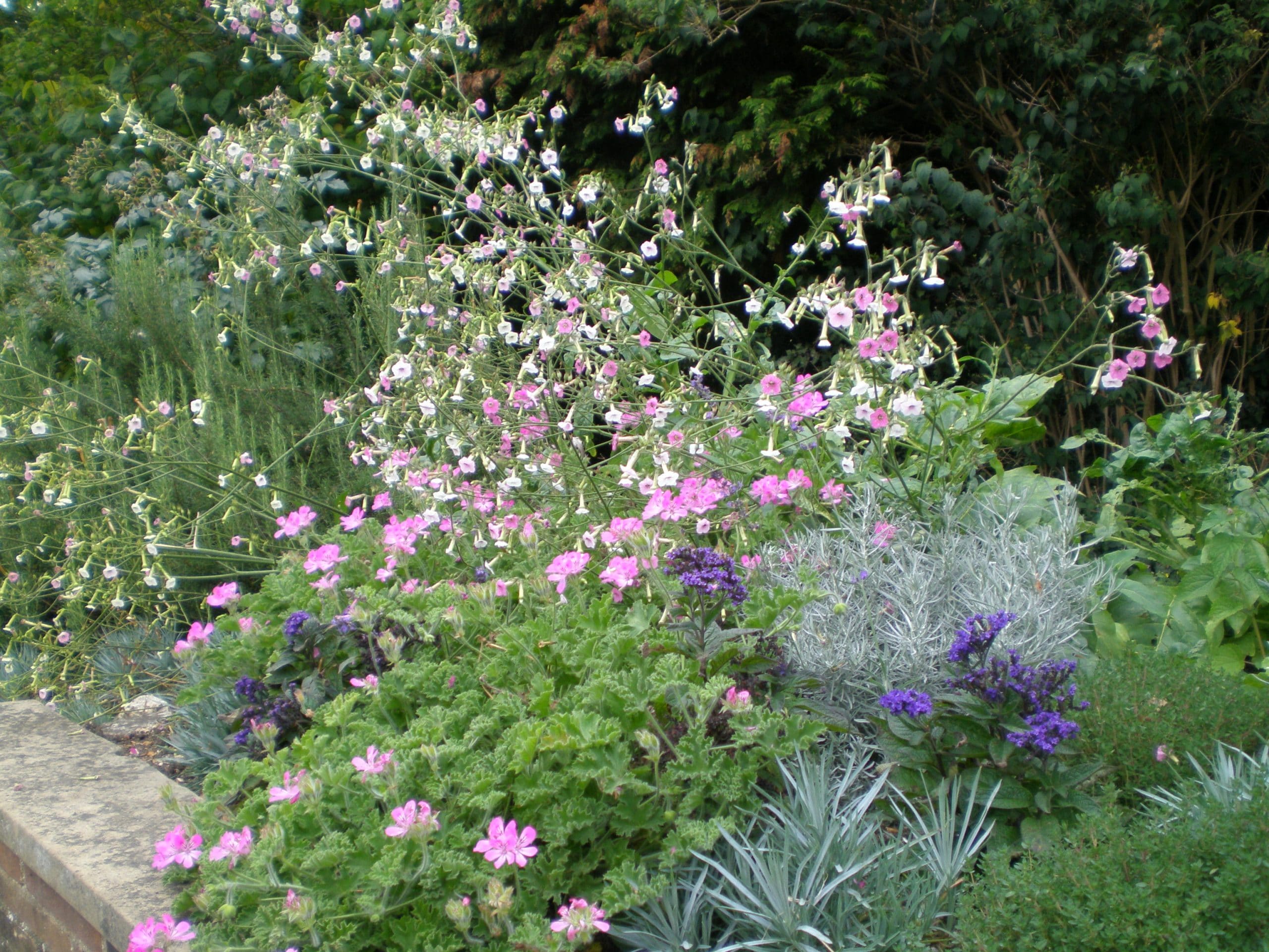 sensory herbs