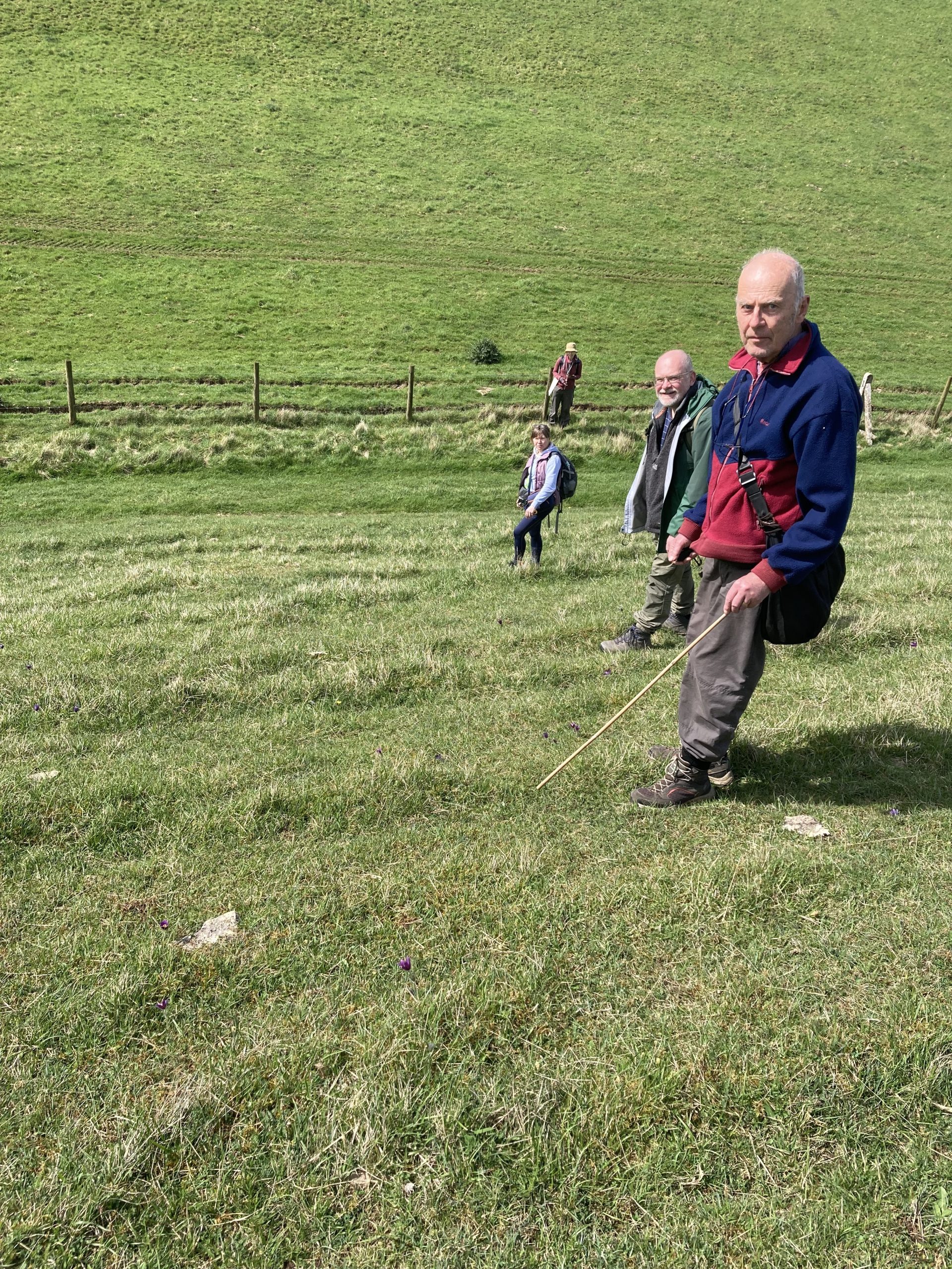 Surveying pasqueflowers at Barnsley Warren