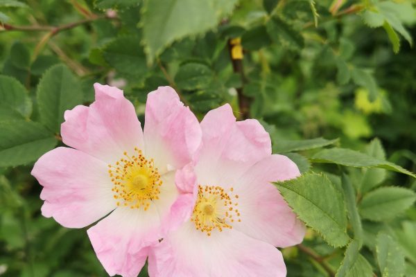 2 wild rose flowers.