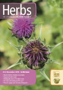 A close-up of milk thistle.