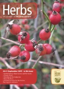 A close-up of rose hips.