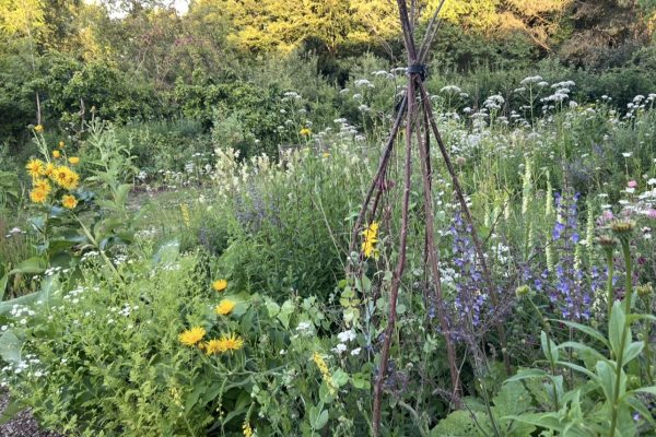 a herb garden.