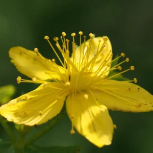 Close up of St. John's wort flower.