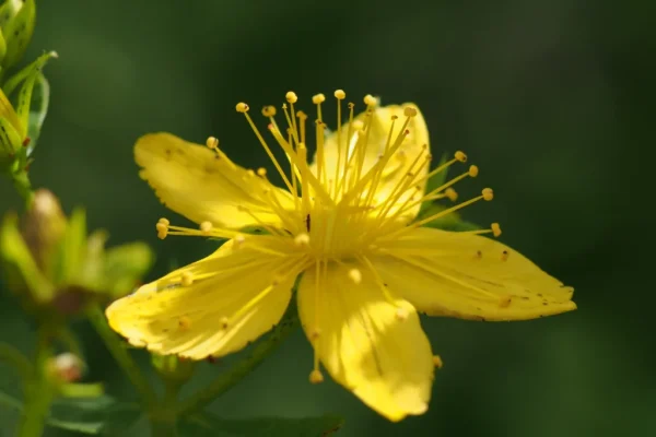 Close up of St. John's wort flower.