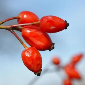 Closeup of rosehips.