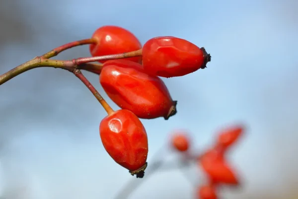 Closeup of rosehips.