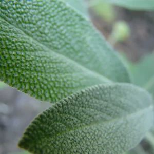 Closeup of sage leaves.