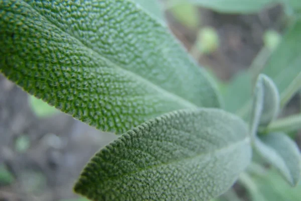 Closeup of sage leaves.