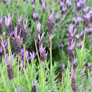 Lavender in a field.